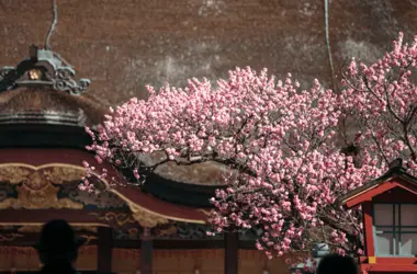 Daizafu Tenmangu (Fukuoka)