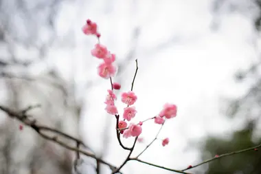 Festival des pruniers (Koishikawa Korakuen)