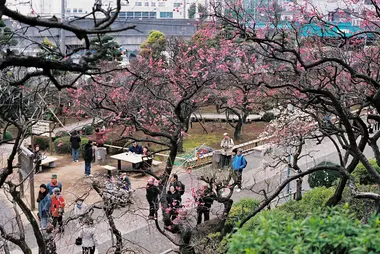 Ikegami Plum Garden