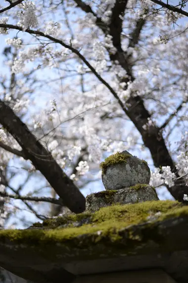 Sakura at Hida Gokoku-ji