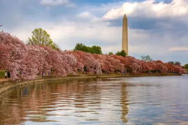 Cherry blossoms, Washington D.C., U.S.A.