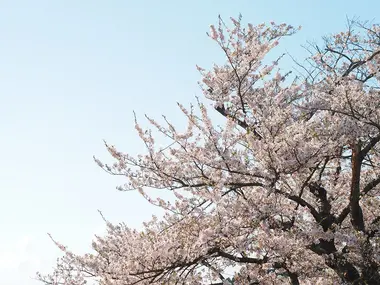 Sakura Shiroyama Park