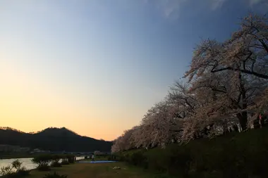 Kakunodate Sakura