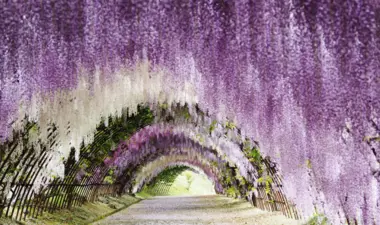 Ashikaga Flower Park