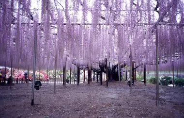 Ashikaga Great Wisteria Festival