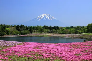 Fuji Shibazakura Matsuri