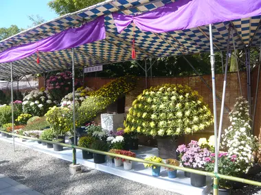 Exposition de chrysanthèmes japonais 