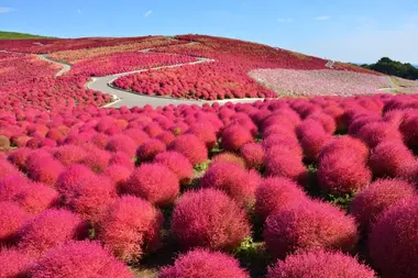 Hitachi Flower Park