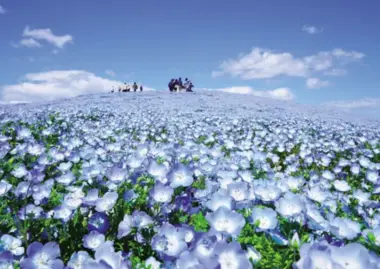 Hitachi Seaside Park