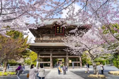 The 7 Best Places to see Cherry Blossoms in Kamakura | Japan Experience