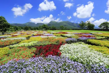 Kuju Flower Park 