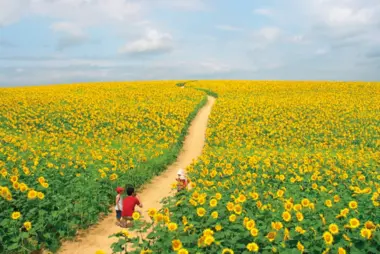 Nayoro Himawari Batake