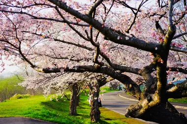 Ono River Sakura Corridor