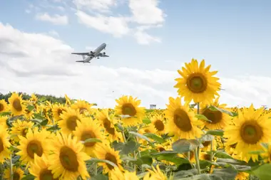 Ozora-cho Himawari Batake