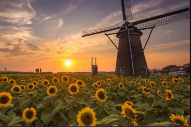 Sakura Furusato Square