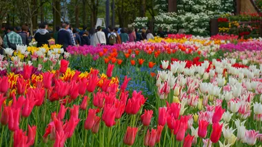 Tonami Tulip Park