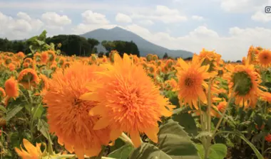 Tournesols d'Ibaraki 