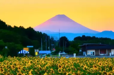 Tournesols de Hokuto
