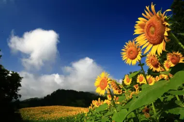Tournesols de Nagano