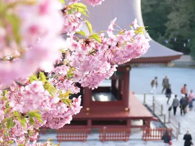 Tsurugaoka Hachimangu (Kamakura)