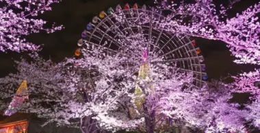 Yomuriland sous les cerisiers