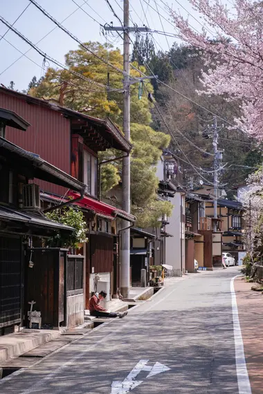 Sakura in Takayama