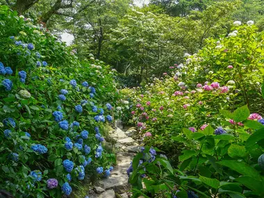 Hydrangeas at Yata-dera
