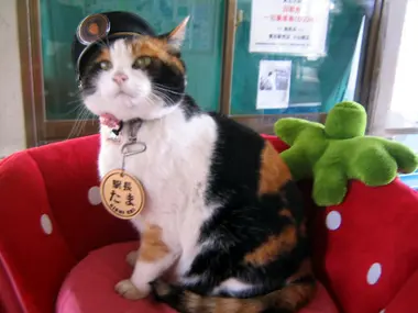 Tama-cat