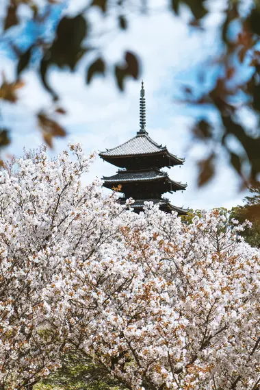 Ninna-ji (Kyoto) 
