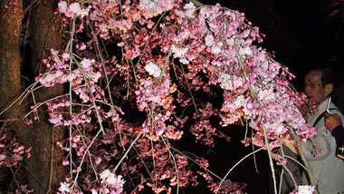 Cherry Blossoms at Kyoto Botanical Garden