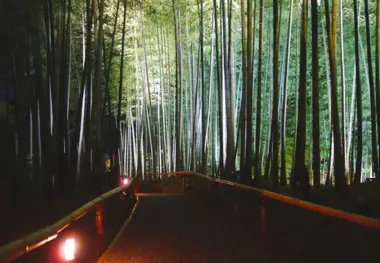 Bambou de Kodai-ji