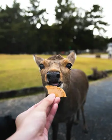 Cerf de Nara