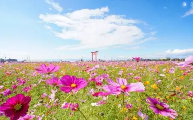 Festival des cosmos de Koizumi 