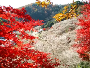 Four Seasons Cherry Blossom Festival