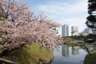 Hamarikyu au printemps