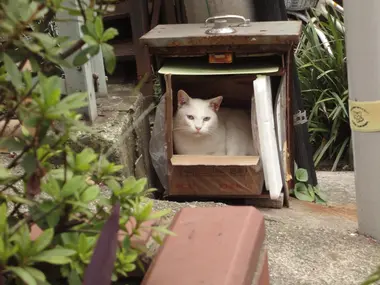 Yanaka est aussi connue pour ses chats