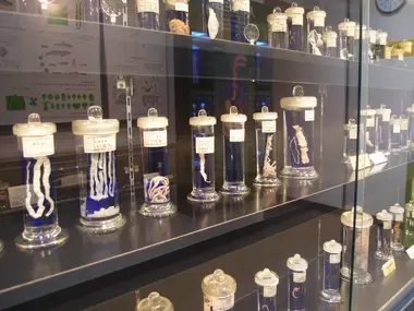 Meguro Parasitological Museum