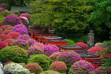 Sanctuaire de Nezu (Tokyo)