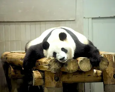 Panda, symbol of Ueno zoo.