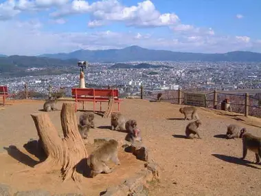 Park of monkeys Iwatayama