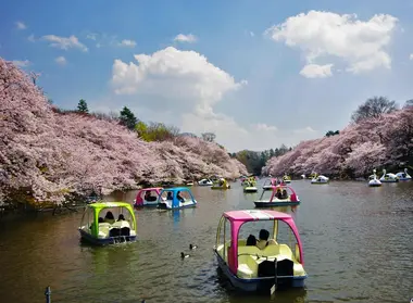 A Inokashira Onshi koen, il n'y a pas que la flânerie. Les visiteurs peuvent aussi faire du pédalo.