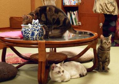 Chats dans un neko cafe