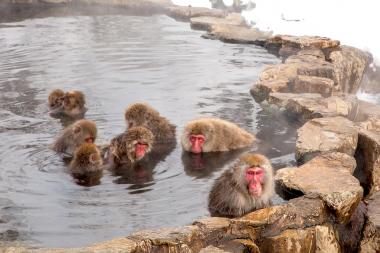 Des singes dans un onsen près de Nagano.