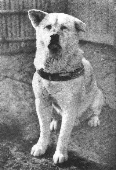 Photo du chien Hachikô, dans la gare de Shibuya. 