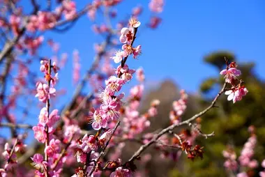 Les pruniers en fleurs au tout début du printemps.