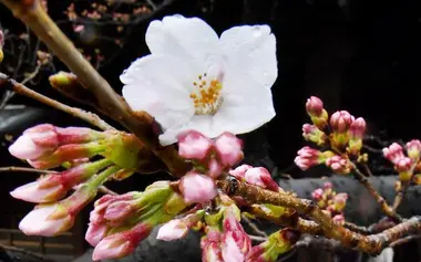 Premières fleurs de cerisiers de la saison 2017 au Yasukuni jinja, Toyko