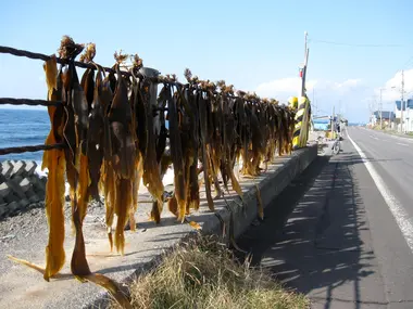 L'algue kombu séchant dans un petit village de pêcheurs sur l'île Rishiri.