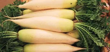 Daikon, the Japanese winter radish | Japan Experience