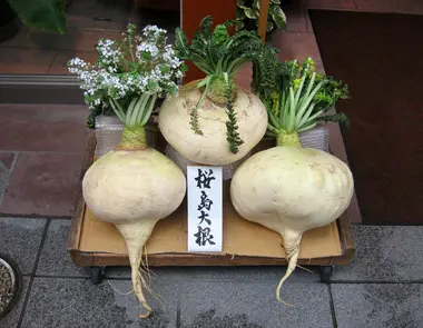 Daikon, the Japanese winter radish | Japan Experience