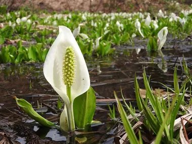 Lac de lysichites blancs (Lysichiton camtschatcensis) 